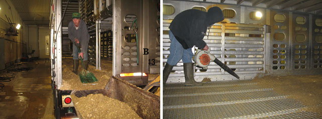 Ryc. 2: Proces czyszczenia na sucho, w kt&oacute;rym większość materii organicznej jest usuwana ręcznie. Dzięki uprzejmości Dr Clayton Johnson, Carthage Veterinary Services.
