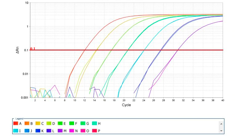 Fot. 2. Amplifikacja krzywych standardowych&nbsp; dla qPCR. Źr&oacute;dło: Thermo Fisher Scientific Inc.
