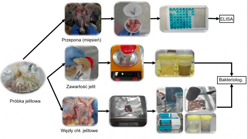 Schemat badań pr&oacute;bek w kierunku Salmonella .
