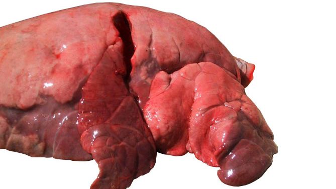 Rycina 4: Płaty czaszki i środkowe dotknięte śr&oacute;dmiąższowym zapaleniem oskrzeli wywołanym przez SIV
