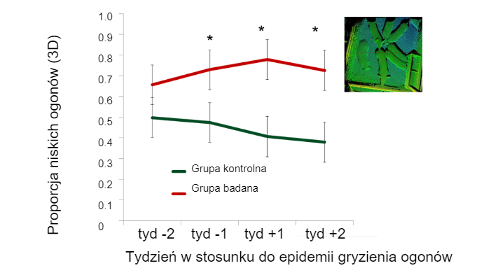 Rysunek 2.&nbsp;Odsetek &quot;niskich ogon&oacute;w&quot; według tygodnia poprzedzającego wybuch kanibalizmu
