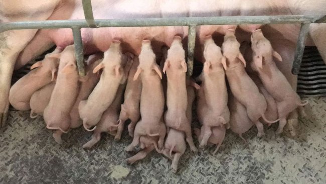 Stymulowanie produkcji mleka lochy