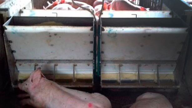 Fot. 1. Świnie przy karmniku
