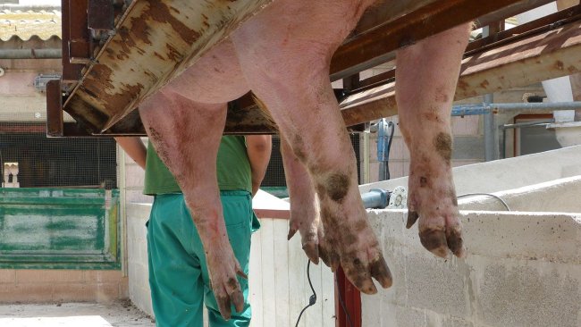 Photo 2: Claw trimming.