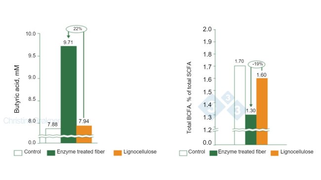Wykres 1. Kontrola = brak błonnika, Włókno potraktowane enzymem = rozpuszczalny NSP, Lignoceluloza = nierozpuszczalny NSP. (A) Produkcja kwasu masłowego wzrasta o 22% u prosiąt (15 kg) podczas fermentacji rozpuszczalnych włókien. (B) Fermentacja białek zmniejszona o 19% u prosiąt (15 kg) podczas fermentacji rozpuszczalnych włókien. SCFA = krótkołańcuchowe kwasy tłuszczowe, BCFA = rozgałęzione kwasy tłuszczowe.
