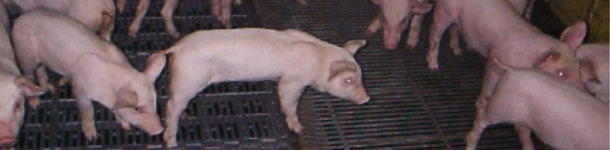 Brak apetytu u prosiąt