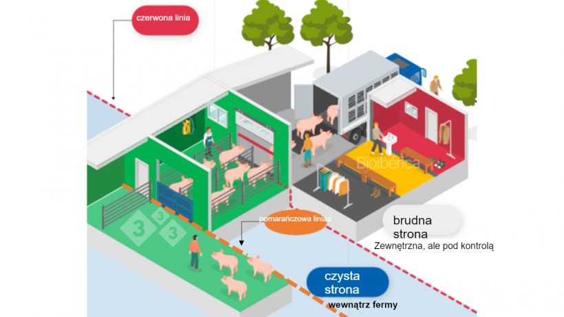 Image 1. Rampa załadunkowa przeznaczona do etapowego załadunku świń na samoch&oacute;d ciężarowy.. Utworzono podw&oacute;jną linię separacji (czerwoną i pomarańczową przerywaną linię) między strefami czystą i brudną, aby poprawić bezpieczeństwo biologiczne tego procesu. Zdjęcie dzięki uprzejmości Bioiberica.
