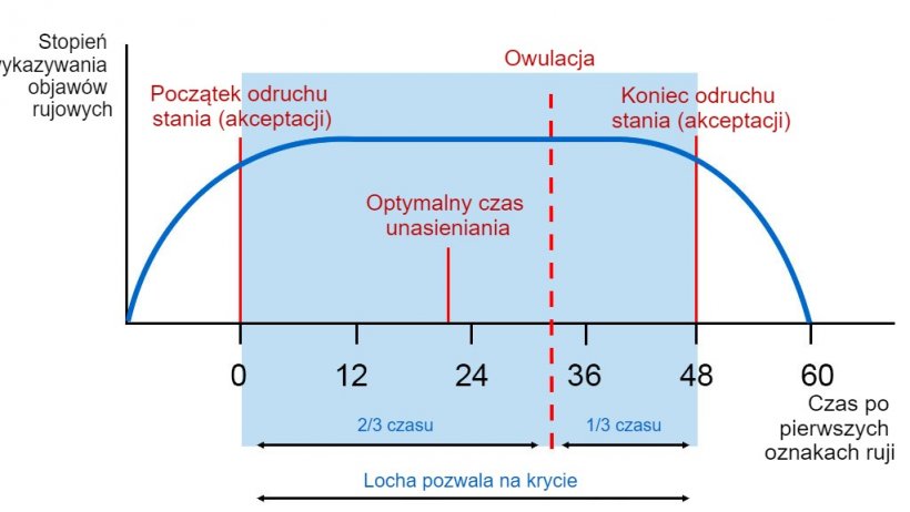 Graficzne przedstawienie odruchu stania, owulacji i optymalnego czasu unasieniania&nbsp;u lochy z 60-godzinną rują.
Źr&oacute;dło: Carles Casanovas.
