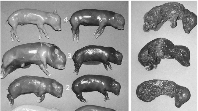 Autor: W. L. Mengeling