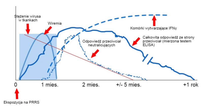Schemat wykrywania wirus&oacute;w i przeciwciał po ekspozycji na PRRS: poniższy wykres przedstawia zmiany stężenia (oś Y) w czasie (oś X) r&oacute;żnych analit&oacute;w używanych w testach. Po ekspozycji na wirusa PRRS we krwi świń znajduje się wirus (wiremia), kt&oacute;ry często utrzymuje się od 2 do 4 tygodni, w zależności od wieku i stanu odporności świni. Serokonwersja (wykrywanie przeciwciał) zwykle występuje w okresie od 7 do 10 dni po ekspozycji i utrzymuje się przez kilka miesięcy, zanim zwierzę stanie się seronegatywna. Przeciwciała neutralizujące pojawiają się od 4 do 6 tygodni po ekspozycji (L&oacute;pez i Osorio, 2004).
