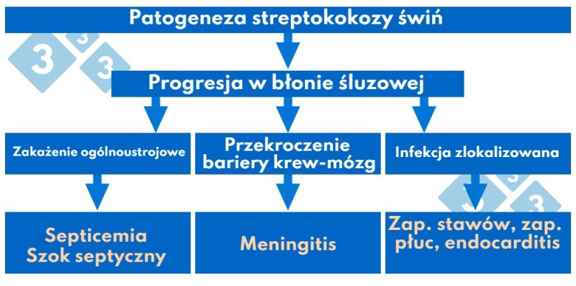 Wykres 1. Patogeneza streptokokozy świń.
