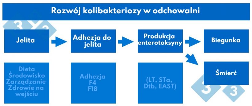 Wykres 2. Rozw&oacute;j kolibakteriozy w odchowalni.
