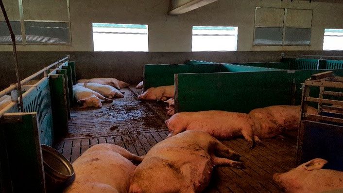 Zdjęcie 1. Ważne jest, aby odpowiedzieć na zwiększone potrzeby żywieniowe, kt&oacute;re hiperplenne lochy mają pod koniec ciąży, aby zmniejszyć problemy u noworodk&oacute;w prosiąt po oproszeniu.
