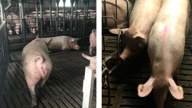 Fot. 1. Przemieszczanie loch w 35 dniu ciąży.