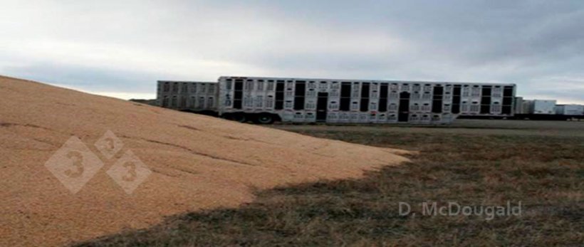 Zdjęcie 2. Bliskie sąsiedztwo skażonych pojazd&oacute;w transportowych i zewnętrznych magazyn&oacute;w kukurydzy. Dzięki uprzejmości dr Douga McDougalda.
