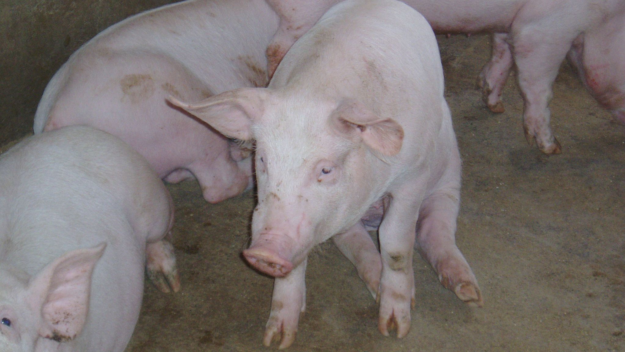 Świnia w pozycji "siedzącego psa"
