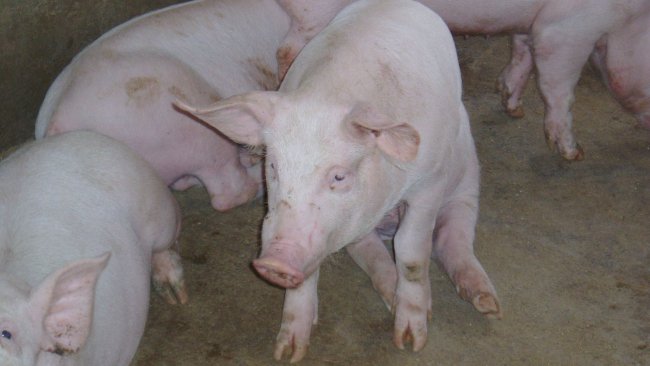 Świnia w pozycji "siedzącego psa"