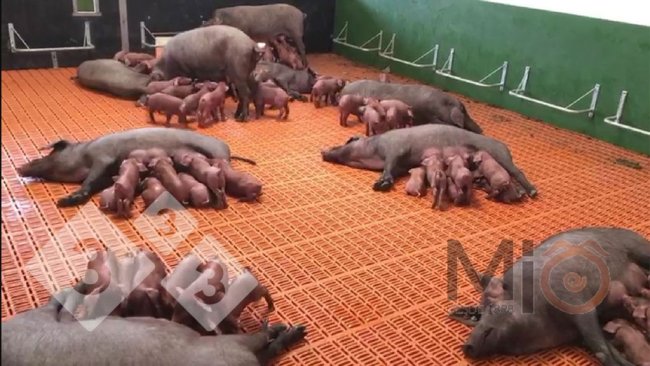 Fot. 2. Przykład grupowych kojców laktacyjnych, w których lochy i prosięta mogą się mieszać i wchodzić w interakcje. Źródło: mio1989.com
