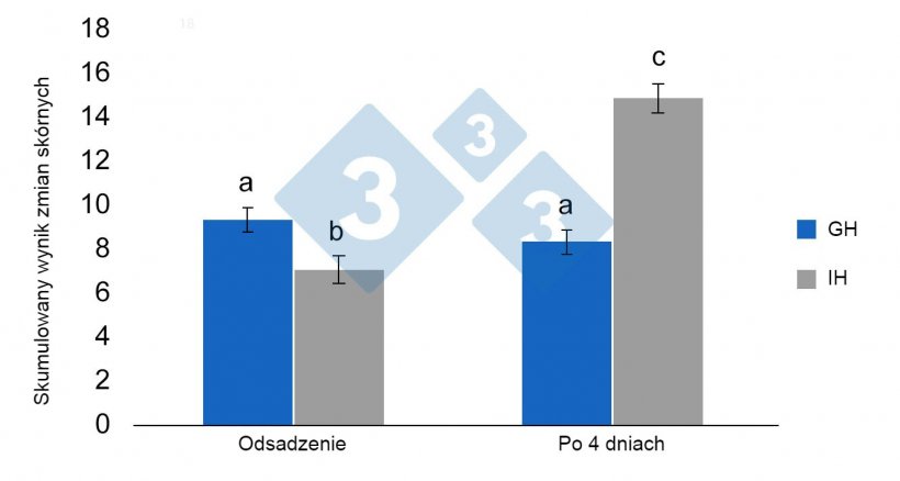 Fot. 3. Średnie kwadratowe i błędy standardowe skumulowanej punktacji zmian prosiąt odsadzonych wcześniej utrzymywanych w GH przed odsadzeniem (ch&oacute;w grupowy) lub IH (ch&oacute;w indywidualny). Istotne r&oacute;żnice oznaczono r&oacute;żnymi literami (p&lt; 0,05) (za:&nbsp;Schrey et al., 2019).
