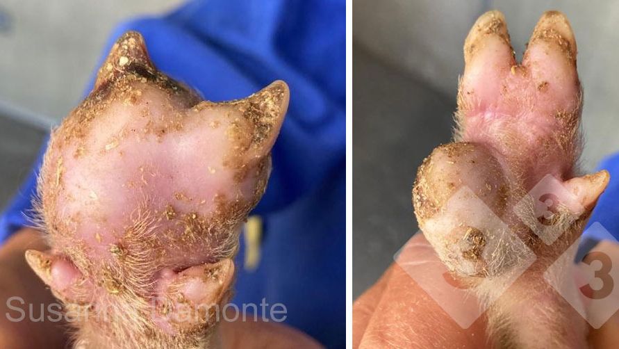 Rycina 2. Uszkodzenie podeszwy 15-dniowego prosięcia.
