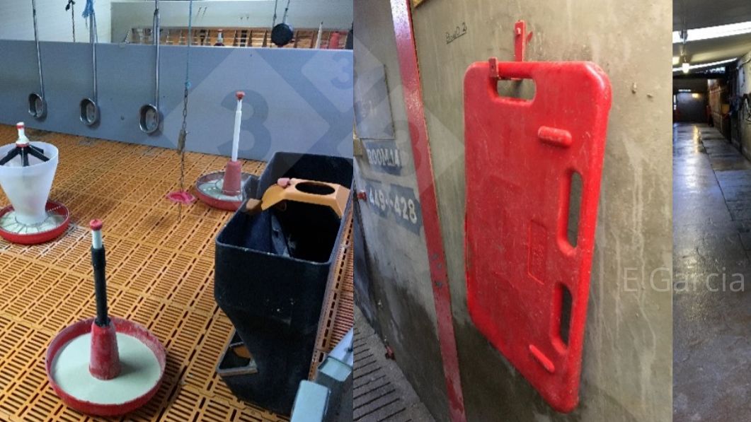 Ryc. 2. Przygotowanie pomieszczenia przed przybyciem prosiąt oraz utrzymywanie całego sprzętu w porządku i czystości ma ogromne znaczenie pod względem higieny, wydajności i komfortu dla prosiąt.
