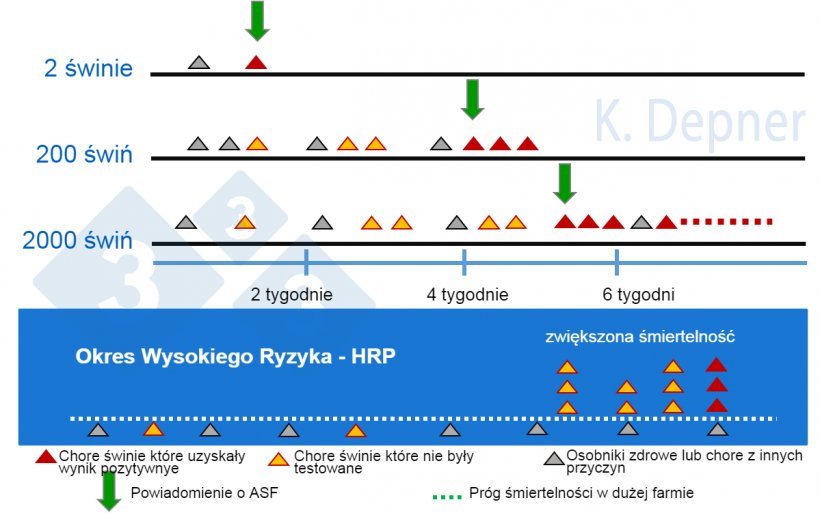 Rysunek 1. Okres wysokiego ryzyka a wielkość gospodarstwa. W mniejszych gospodarstwach na og&oacute;ł wcześniej wykrywamy ASF ze względu na niewielką liczbę zwierząt. W dużych gospodarstwach pierwsze zwierzęta, kt&oacute;re zachorują i padną na ASF, mogą zostać przeoczone.
