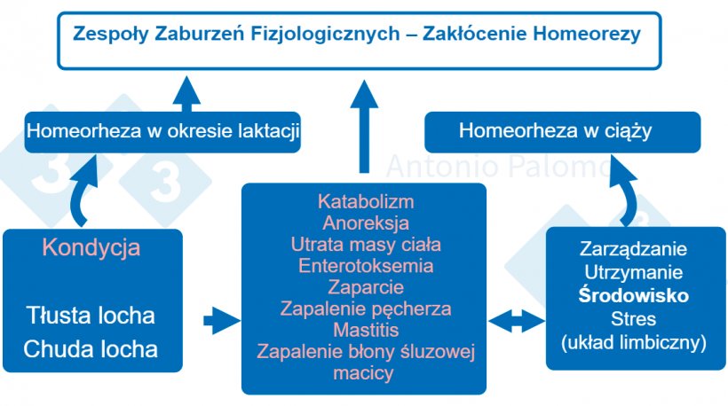 Rys1. Zaburzenia metaboliczne u loch.&nbsp;Patofizjologia poporodowa, 2015. (Palomo, 2015).
