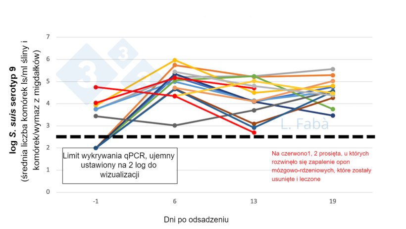 Rycina 2. S. suis s9 w jamie ustnej przed i po odsadzeniu. Liczba S. suis serotypu 9 (średnia wymaz z migdałk&oacute;w i śliny) zmienia się po odsadzeniu dla 15 prosiąt z 3 r&oacute;żnych miot&oacute;w (przydzielonych jako r&oacute;żne pochodzenie lochy 3/kojec przy odsadzeniu).
