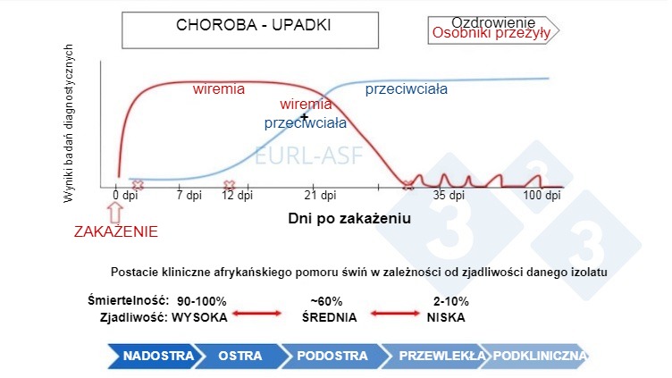 Ryc. 1.&nbsp;Schemat wykrywania wirusa i przeciwciał, jak r&oacute;wnież zmienność wirulencji izolat&oacute;w po ekspozycji na ASF. Źr&oacute;dło: Laboratorium Referencyjne Unii Europejskiej dla afrykańskiego pomoru świń.
