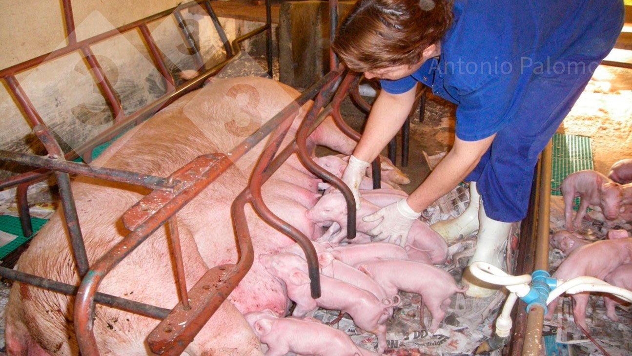 Fot&nbsp;1. Prawidłowe spożycie siary u nowo urodzonych prosiąt&nbsp;(Palomo, A).
