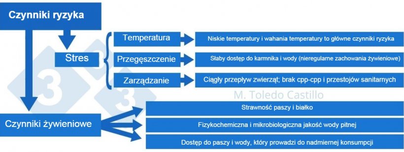 Diagram 2: Czynniki ryzyka związane z wystąpieniem kolibakteriozy.
