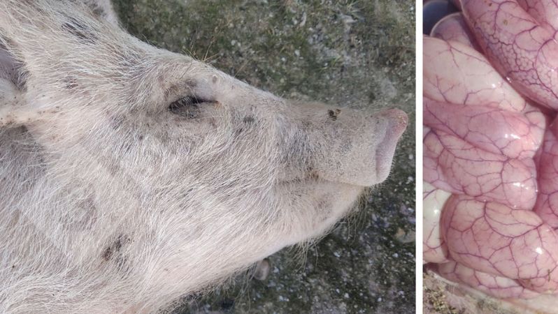 Fot. 3 i&nbsp;4&nbsp;Wygląd prosiąt i jelit dotkniętych kolibakteriozą
