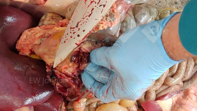 Fot. 2. Wybroczyny i martwica w węźle żołądkowo-wątrobowym