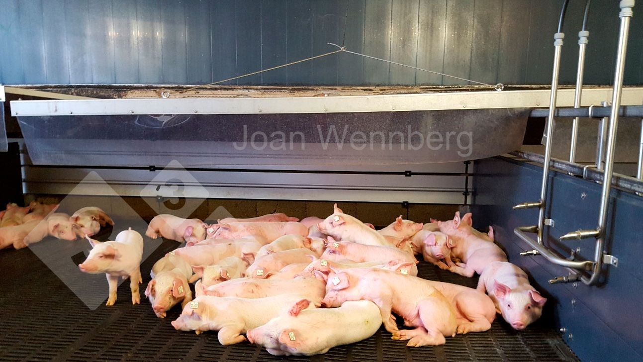 Fot. 1. Zmarznięte prosięta
