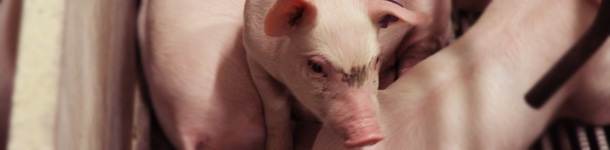 Prosię w porod&oacute;wce