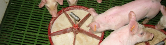 Przygotowanie paszy w formie papki