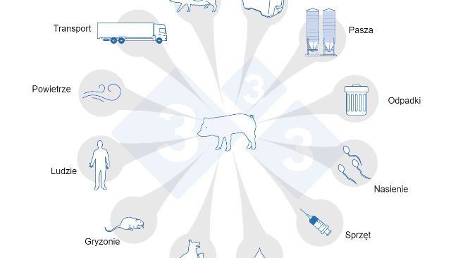 Ryc. 1. Drogi transmisji PRRS. Za: USSEC, 2021 and Broes &amp; Boutin, 2002.

