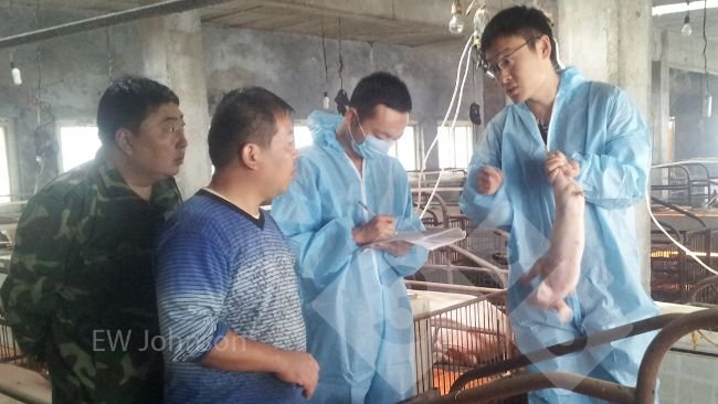 Fot. 1. wizyta na farmie. James Herriot powiedział do lekarza weterynarii: "Musi pan przyjechać!".