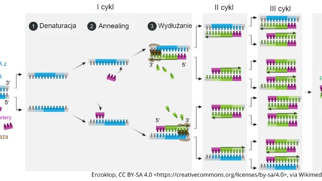 Schemat zasady działania PCR.
