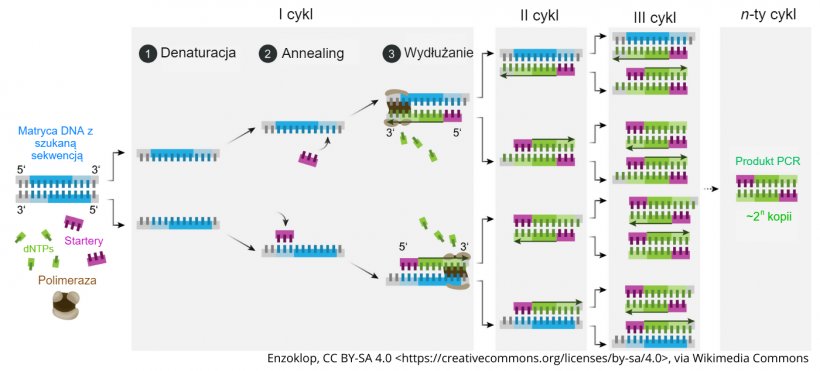 Schemat zasady działania PCR.
