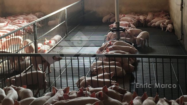 Fot. 1. Wyziębione prosięta