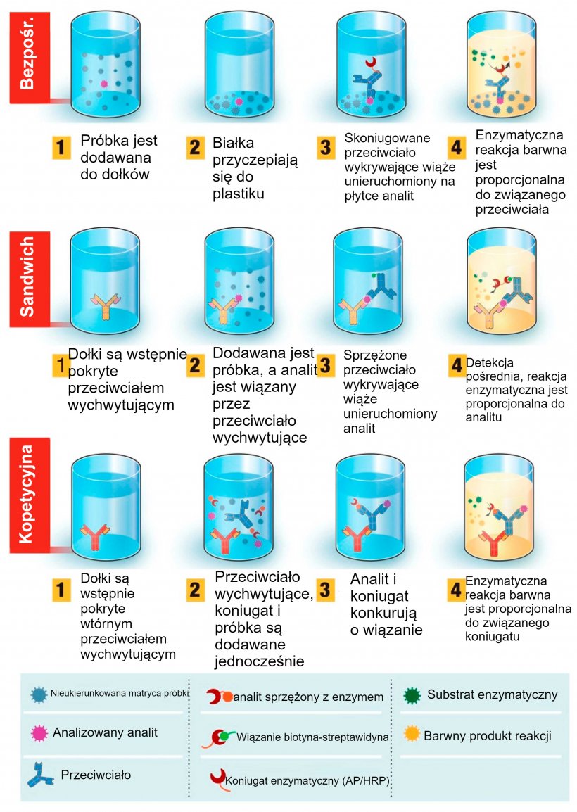 Ryc.&nbsp;1. Przegląd test&oacute;w diagnostycznych opartych na metodzie ELISA (enzyme-linked immunosorbent assay). Test ELISA może być przedstawiony w r&oacute;żnych formatach w oparciu o r&oacute;żnice w unieruchomieniu antygenu i znakowaniu przeciwciał. W bezpośrednim teście ELISA, antygen(y) wirusa związany(e) z plastikową fazą stałą (tym antygenem jest opłaszczony dołek płytki)&nbsp;jest wykrywany przez dodanie sprzężonego przeciwciała. W teście sandwich ELISA (kanapkowym), to przeciwciało wychwytujące jest przyłączone do plastikowej fazy stałej (dołka płytki). Antygen(y) w pr&oacute;bce wiąże się z przeciwciałem doczepionym do dołka płytki, a następnie jest wykrywany przez drugie przeciwciało znakowane enzymem. W kompetycyjnym teście ELISA, pr&oacute;bka z antygenem wirusa jest preinkubowana&nbsp;z przeciwciałem pierwotnym, a następnie dodawana&nbsp;do dołka plytki,&nbsp;pokrytego&nbsp;przeciwciałem wt&oacute;rnym, wraz z antygenem sprzężonym z enzymem, kt&oacute;ry konkuruje z antygenem z pr&oacute;bki o związanie z przeciwciałem pierwotnym, kt&oacute;ym opłaszczona jest płytka. Im więcej antygenu wirusa w pr&oacute;bce, tym mniej skoniugowanego antygenu zostanie związane w dołku płytki i tym niższy będzie sygnał. Źr&oacute;dło: Adaptowane z Ghaffari et al. 2020.
