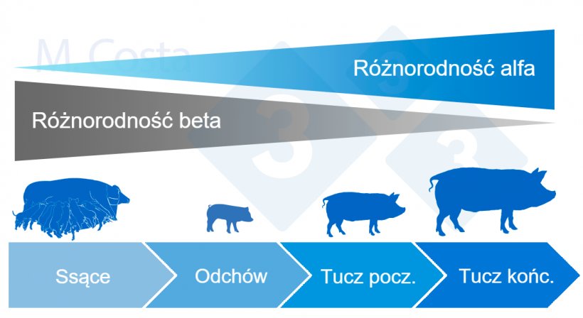 Schemat 4. Dynamika zr&oacute;żnicowania alfa i beta w ciągu życia świni.
