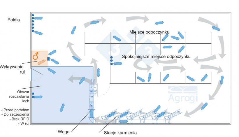 Dynamiczna grupa loch ciężarnych ze stałą kontrolą wagi
