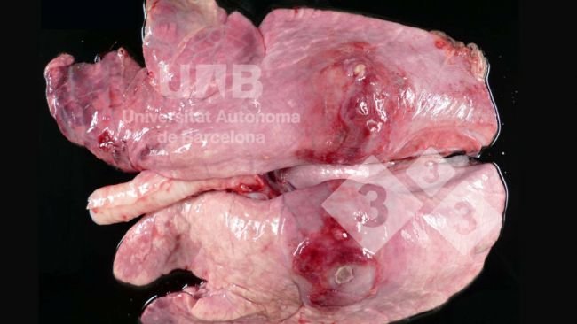 Fot. 1. Włóknikowo - martwicze zapalenie płuc odpowiadające zmianom wywoływanym przez App. Źródło: UAB.