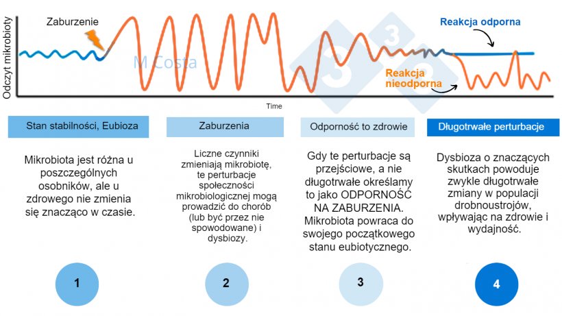 Rysunek 1 &ndash; Hipotetyczny schemat przedstawiający odpowiedź mikrobioty na zaburzenie. 1) Zdrowe osobniki mają normalny stopień zr&oacute;żnicowania mikrobioty, kt&oacute;ry nie prowadzi do choroby (jest to określane mianem eubiozy), 2) Perturbacja (np. stres cieplny) może prowadzić do niestabilności mikrobioty, powodując chorobę. 3) Odporna mikrobiota powr&oacute;ci do stanu podobnego do tego sprzed perturbacji, gdzie nie ma choroby. 4) Mikrobiota, kt&oacute;ra nie jest odporna, nie &quot;odbije się&quot; od dna, co spowoduje dysbiozę i przedłużający się stan chorobowy.
