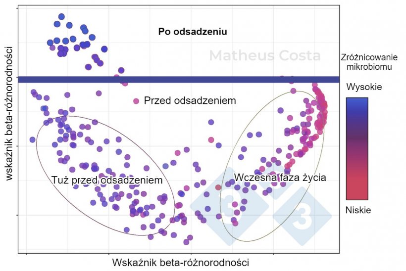 Ryc. 1. Wykres&nbsp; pokazujący powiązanie pomiędzy składem mikrobiomu świń we wczesnym okresie życia (0-7 dni), bezpośrednio przed odsadzeniem (21 dni) i po odsadzeniu (100 dni). Największe przesunięcie obserwuje się pomiędzy pr&oacute;bkami przed odsadzeniem i po odsadzeniu. R&oacute;żnorodność alfa jest najwyższa po odsadzeniu (pokazana jako &quot;r&oacute;żnorodność mikrobiomu&quot;).
