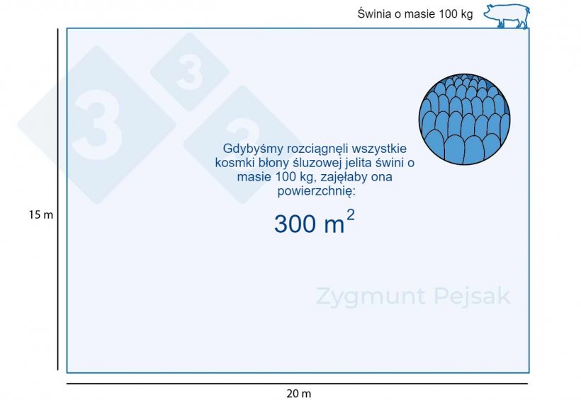 Rycina 1. Błona śluzowa jelit 100-kg tucznika zajmuje około 300m2
