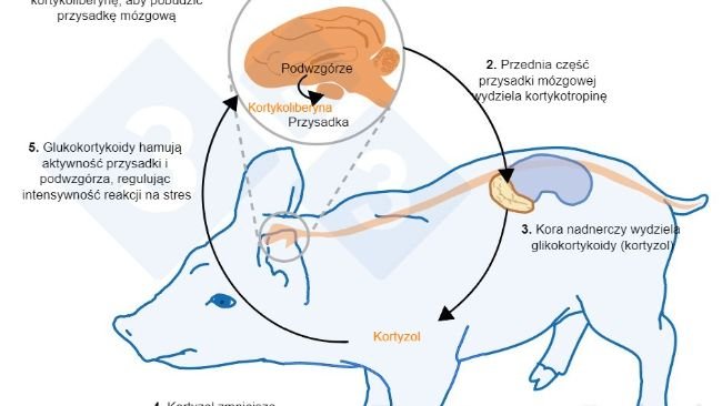 Ryc. 2. Minuty lub godziny po wystąpieniu stresu dochodzi do aktywacji osi podwzgórze-przysadka-nadnercza (HPA). Przysadka mózgowa wydziela kortykotropinę, która docierając do kory nadnerczy, powoduje wydzielanie glikokortykoidów, w tym kortyzolu. Glukokortykoidy hamują aktywność przysadki i podwzgórza, dzięki czemu regulują intensywność reakcji stresowej. Kortyzol znalazł szerokie zastosowanie jako marker stresu u świń, również w nieinwazyjnym teście próbki śliny.
