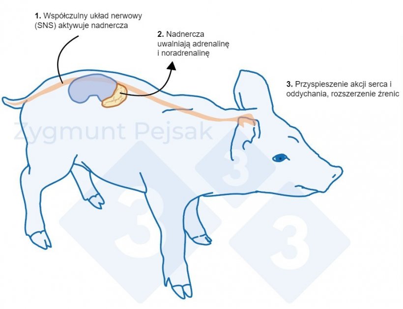 Ryc.&nbsp;1. Po zadziałaniu stresora układ wsp&oacute;łczulny stymuluje nadnercza do uwalniania adrenaliny i noradrenaliny. Aktywacja układu wsp&oacute;łczulnego u świń może być mierzona za pomocą chromograniny A (CgA).
